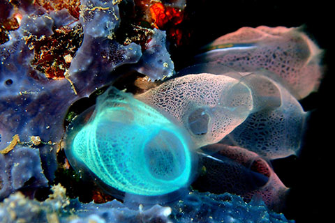 North Sulawesi sea-squirt